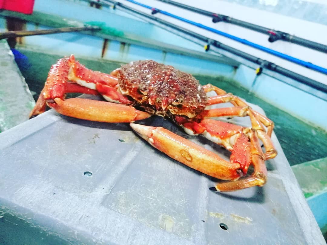 Cocedero propio y tradicional de marisco en Asturias
