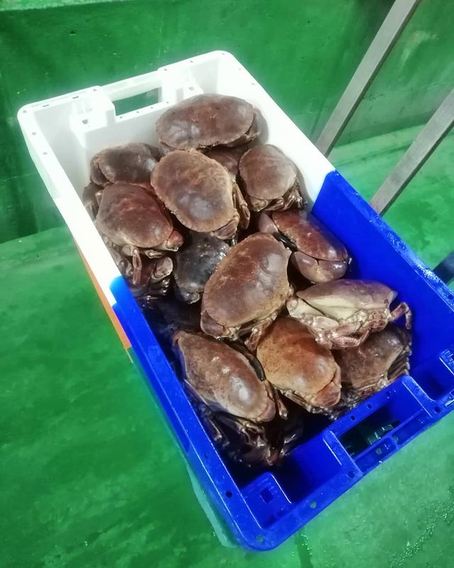 Cetareas de mariscos en Asturias - Cetarea Antromero