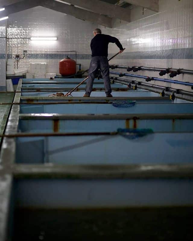 Cetareas de mariscos en Asturias